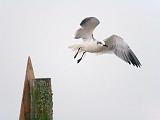 Gull Taking Flight In Fog_33471